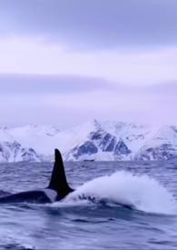 男主他是仿生人(人外)作者没有名字